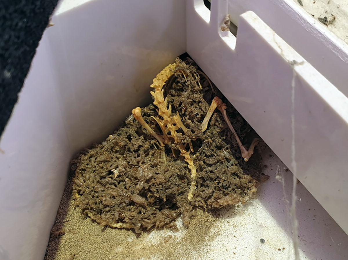 Skeleton of a rodent found inside an air conditioning cassette system